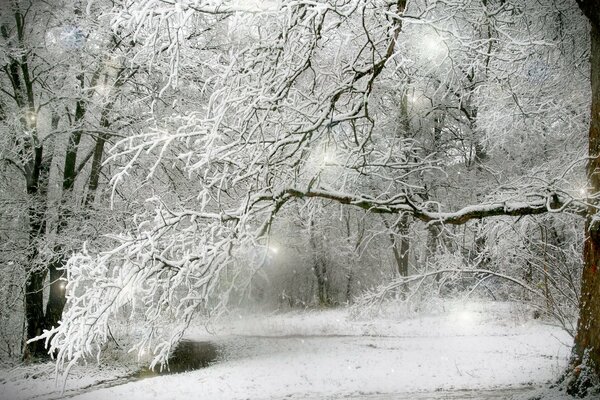 Arbres sous la neige dans la forêt d hiver