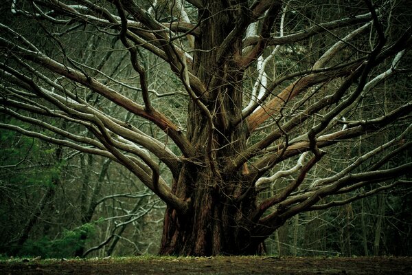 Grand arbre avec des branches tentaculaires
