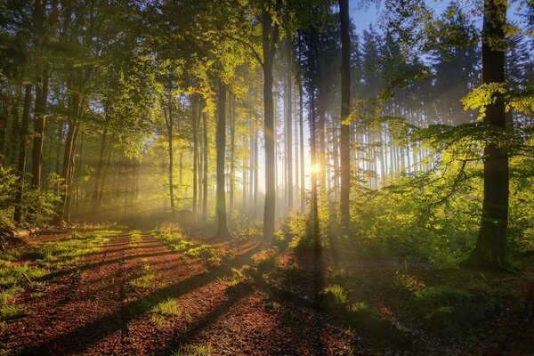 Les rayons lumineux du soleil se frayent un chemin à travers les arbres