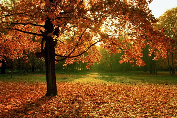 Paysage coloré avec arbre d automne et feuilles mortes