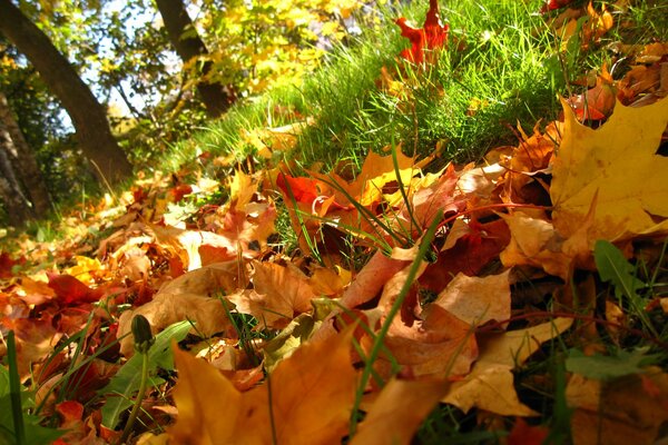 Feuilles tombées des arbres en automne
