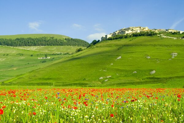 Collines verdoyantes et champs d Italie avec des coquelicots