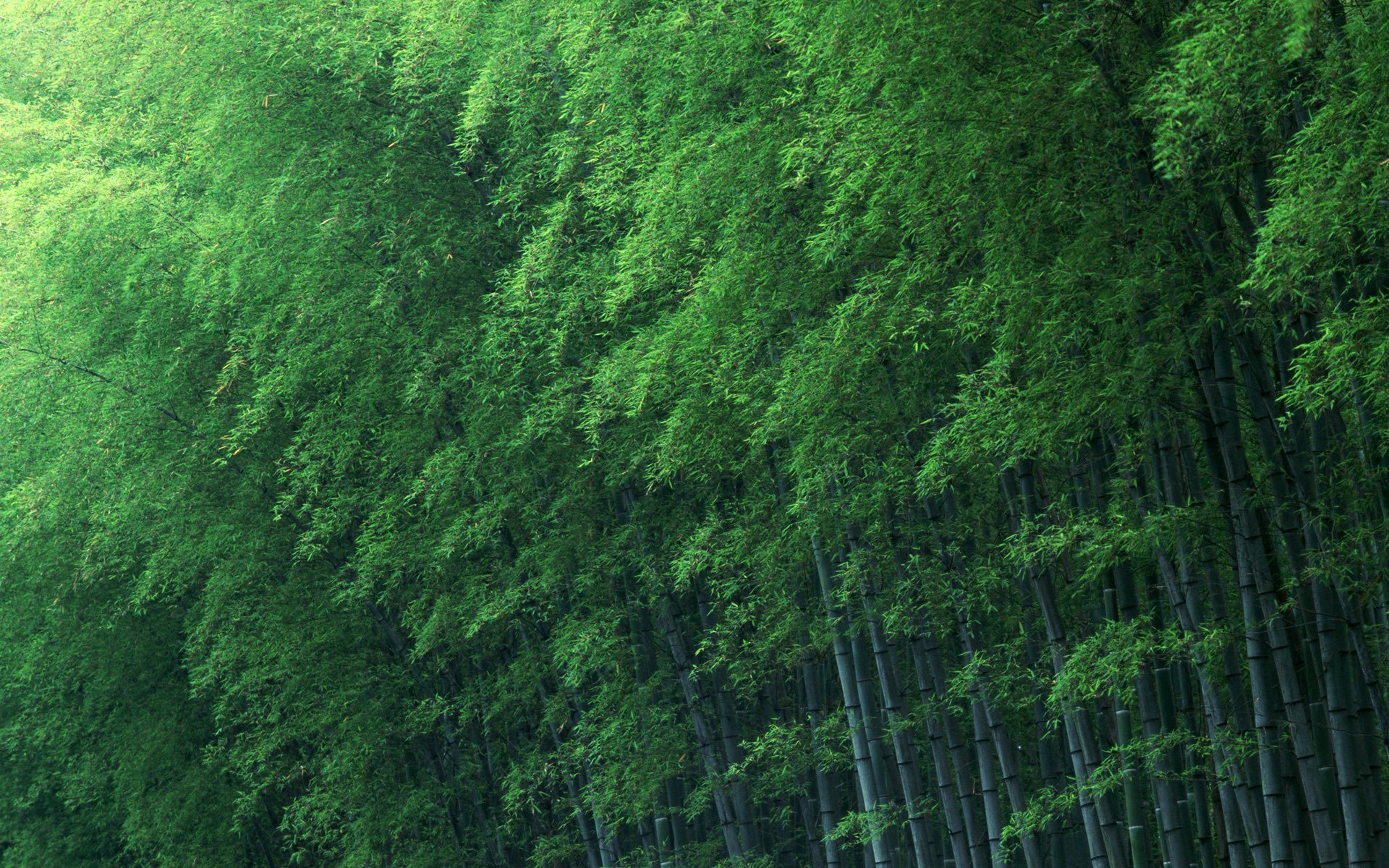 bambou arbres vert