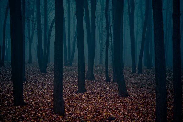 Des troncs d arbres nus, un tapis de feuilles fanées créent une atmosphère de forêt sombre