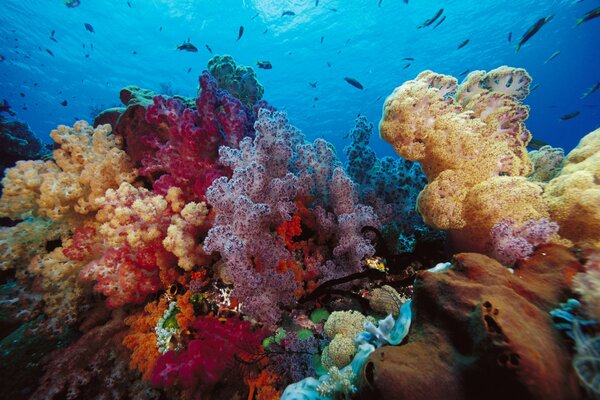 Coraux multicolores et vie marine