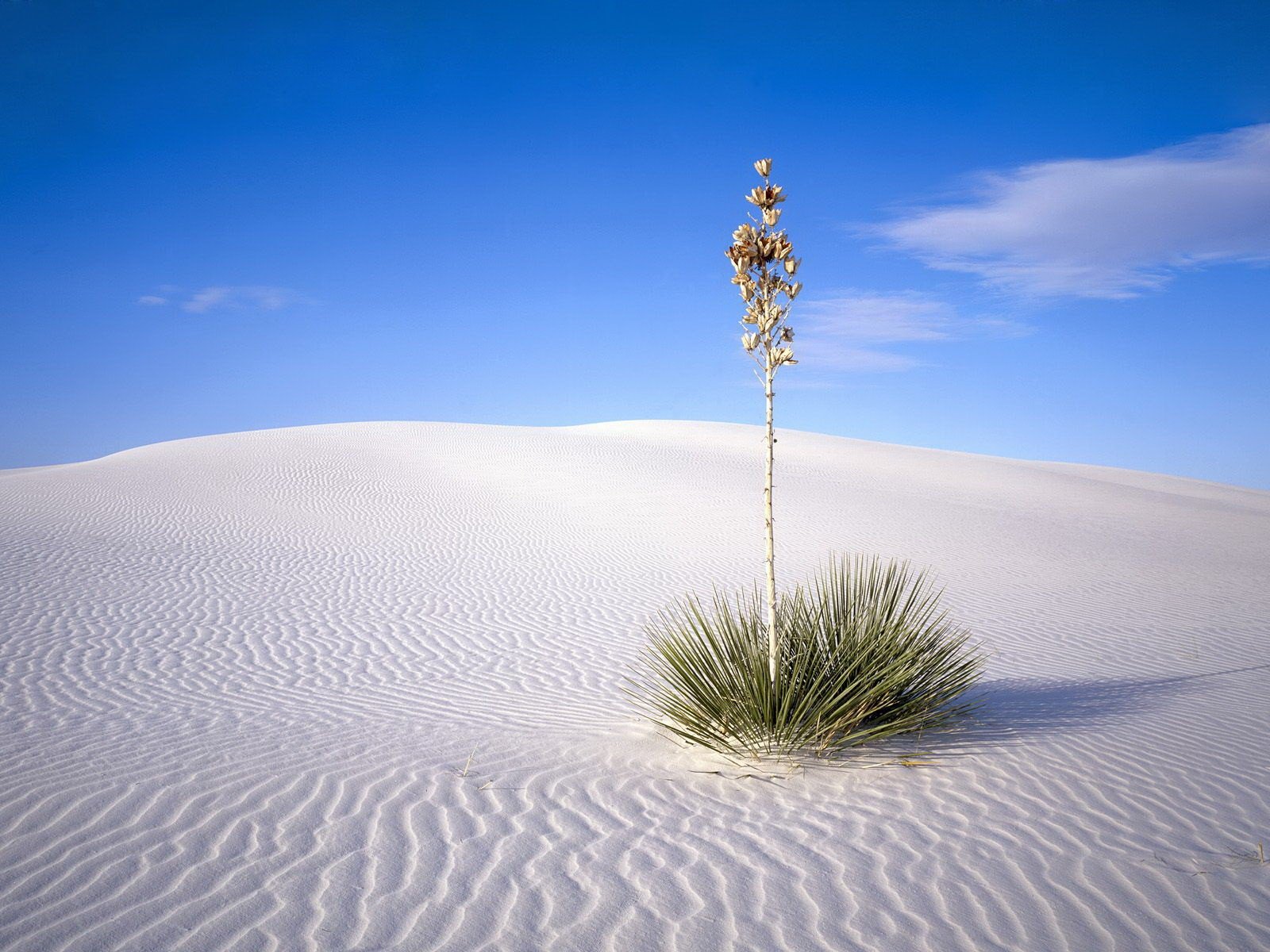 buisson désert sable