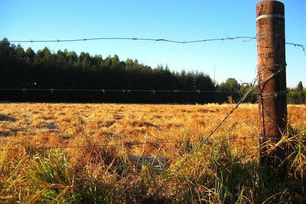 Clôture près de la forêt dans le champ