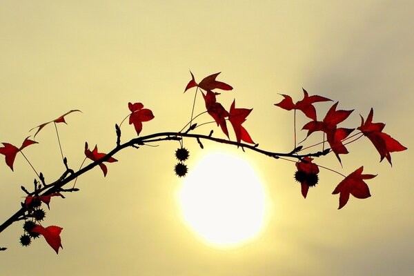 Feuilles rouges sur fond de soleil