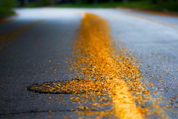 Asphalte humide avec des feuilles jaunes