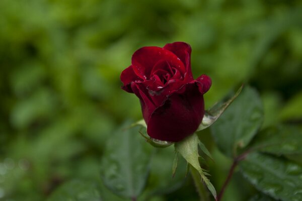 Photo de gros plan d un bourgeon de rose Bordeaux