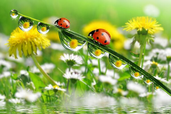 Coccinelles sur une tige de pissenlit avec de la rosée