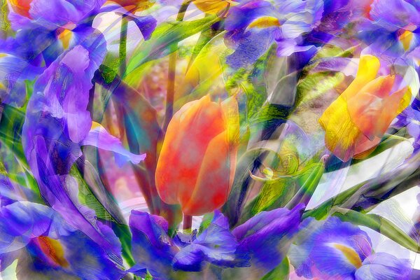 Tulipe orange dans les Iris dans la Prairie