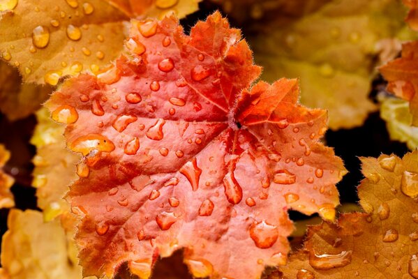 Feuilles d automne vives dans les gouttes de pluie
