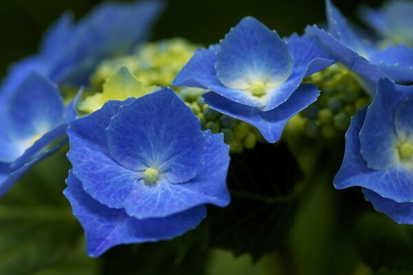 Hortensia bleu inflorescence arbuste