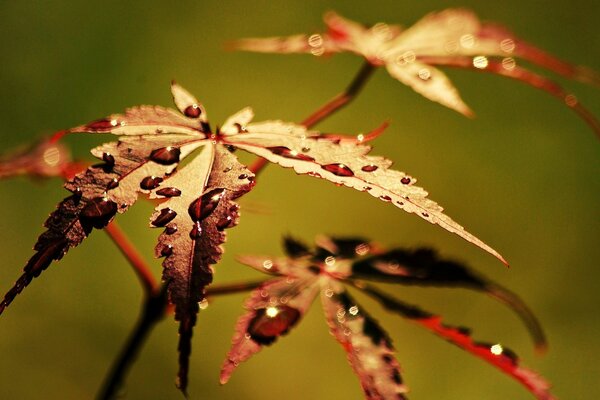 Papier peint Widescreen macro feuille avec une goutte de rosée