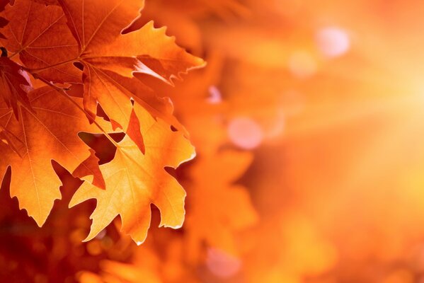 Feuilles d automne jaune au coucher du soleil