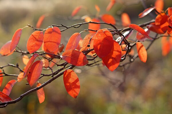 Automne branche d arbre avec des feuilles orange