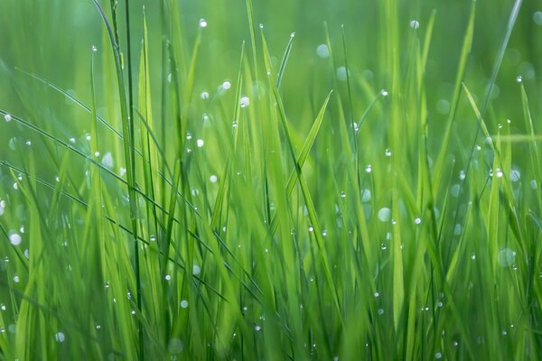 Rosée d été sur l herbe verte