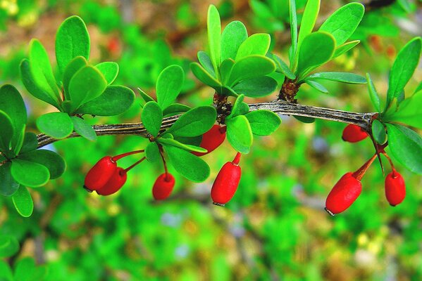 Branche de cornouiller avec des fruits de baies