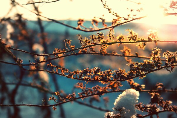 Branches d arbre au soleil