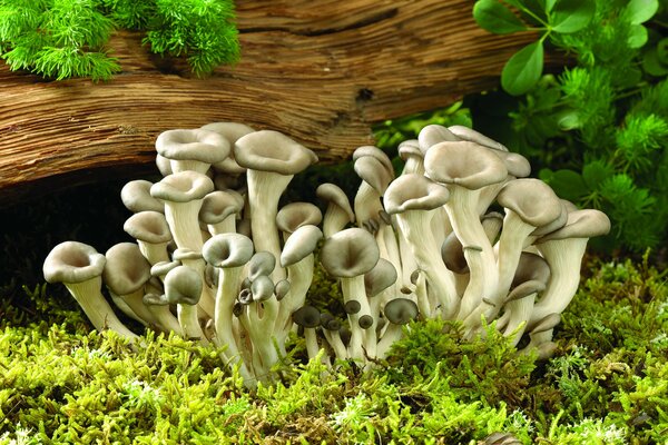 Champignons et mousse sur l arbre