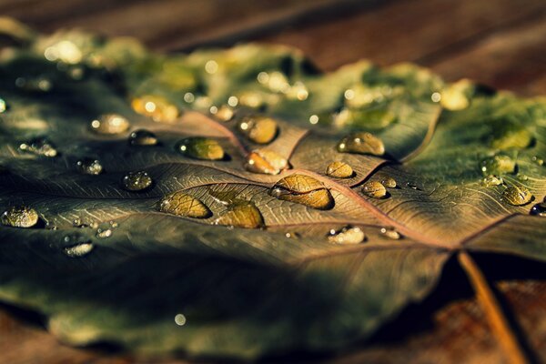 Mémoire de la pluie: sur la feuille tombée de l eau. Macrophotographie
