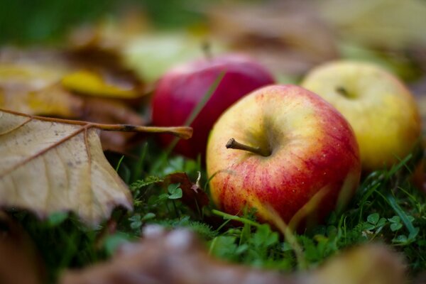 Pommes mûres dans les feuilles d automne sur l herbe