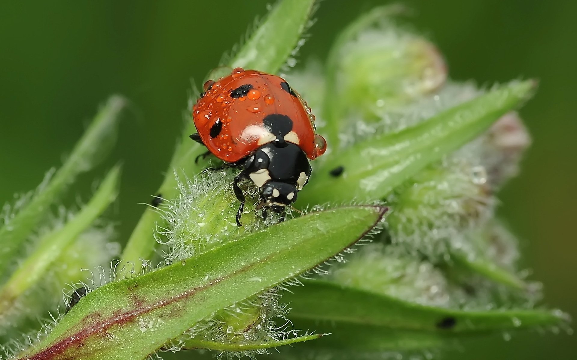 coccinelle insecte coléoptère feuilles gouttes rosée