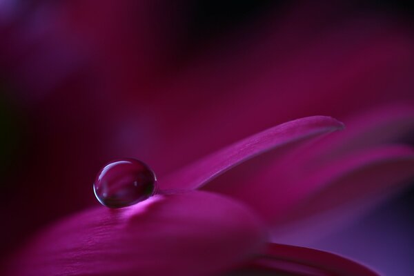 Photo macro goutte sur pétales violets