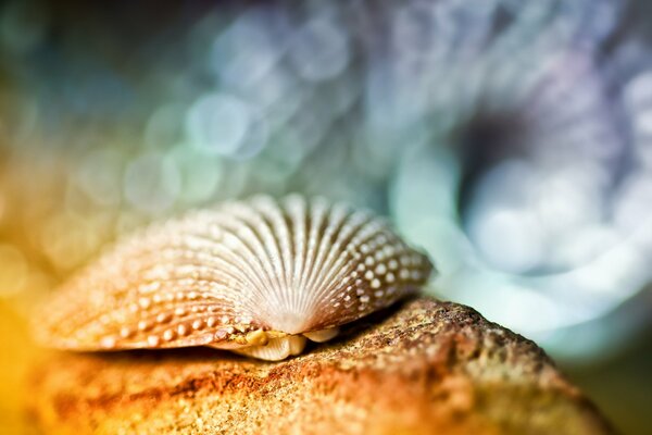Macro d un coquillage sur le sable