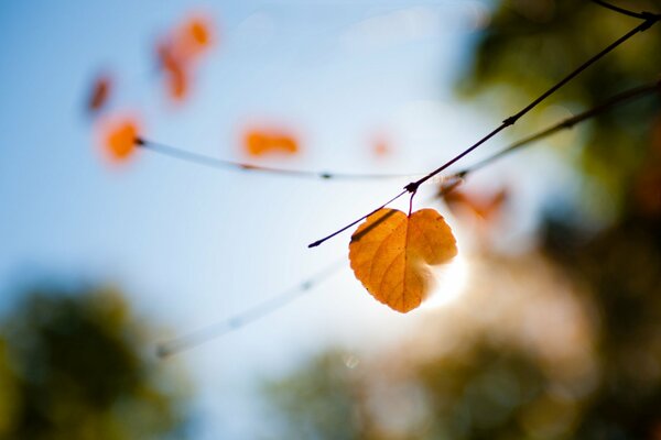 Feuille jaune sur fond flou