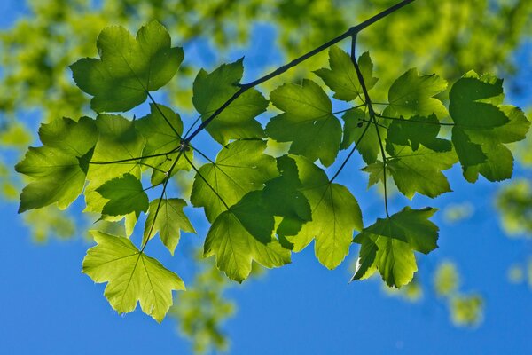 Gros plan de feuillage vert sur l arbre
