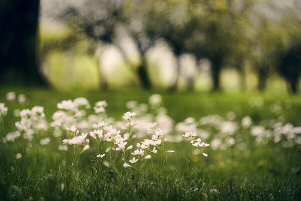 Fleurs blanches dans un champ où beaucoup de verdure