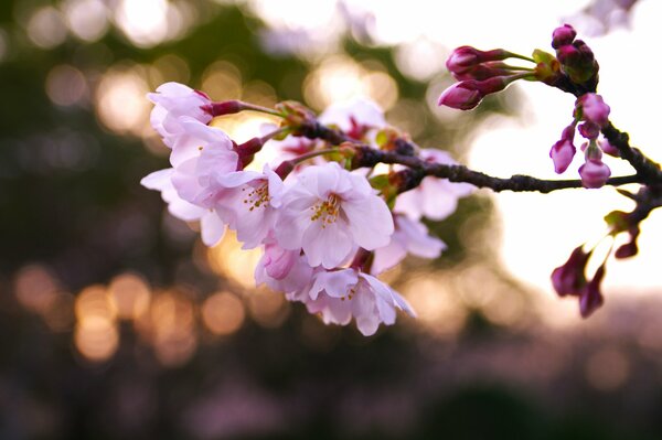 Branche de fleurs de cerisier sur fond flou