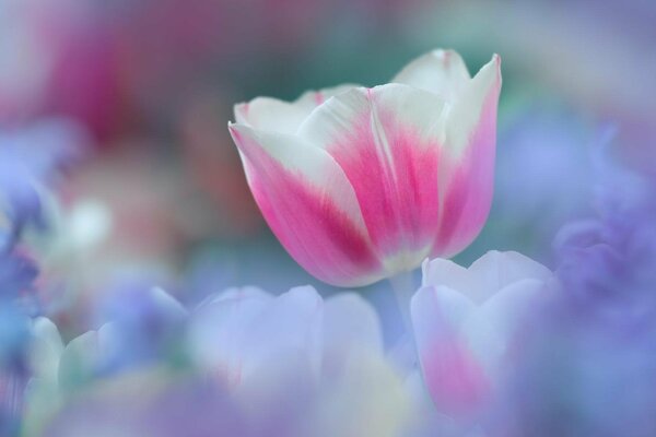 Tulipe rose tendre dans la brume pourpre
