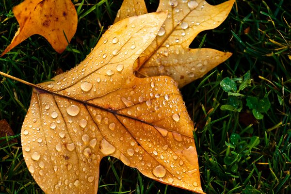 Feuille jaune dans les gouttes de pluie