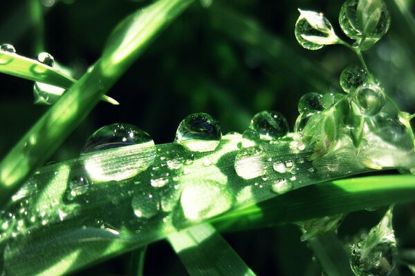 Gouttes énormes sur l herbe verte