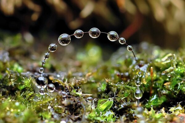 Branche dans la forêt avec des gouttes d eau sur elle