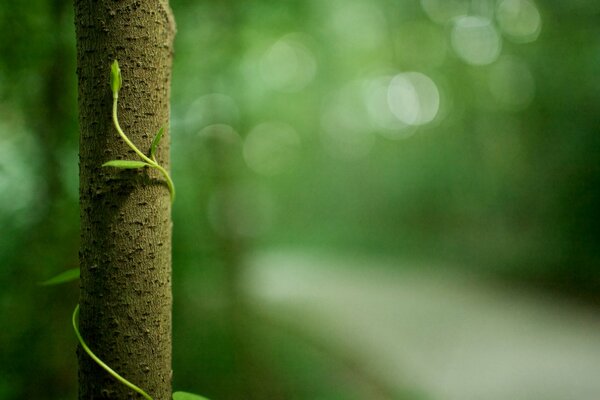 Photo macro de feuillage vert