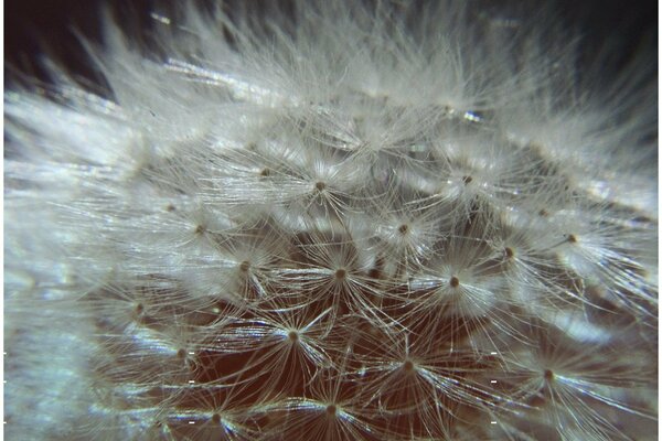 Fleur. Duvet de pissenlit. Pissenlit moelleux blanc