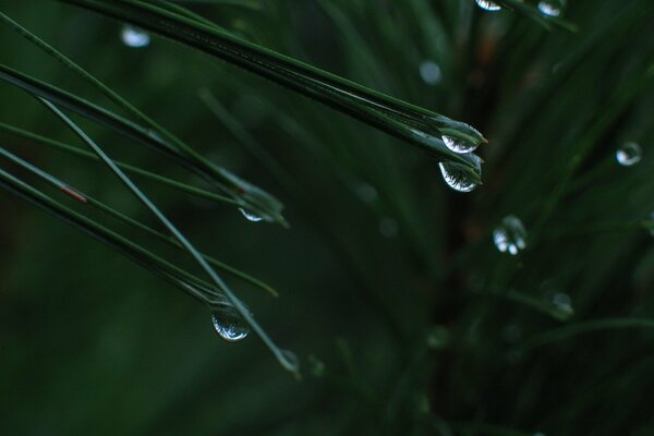 Gouttes de pluie sur le feuillage vert