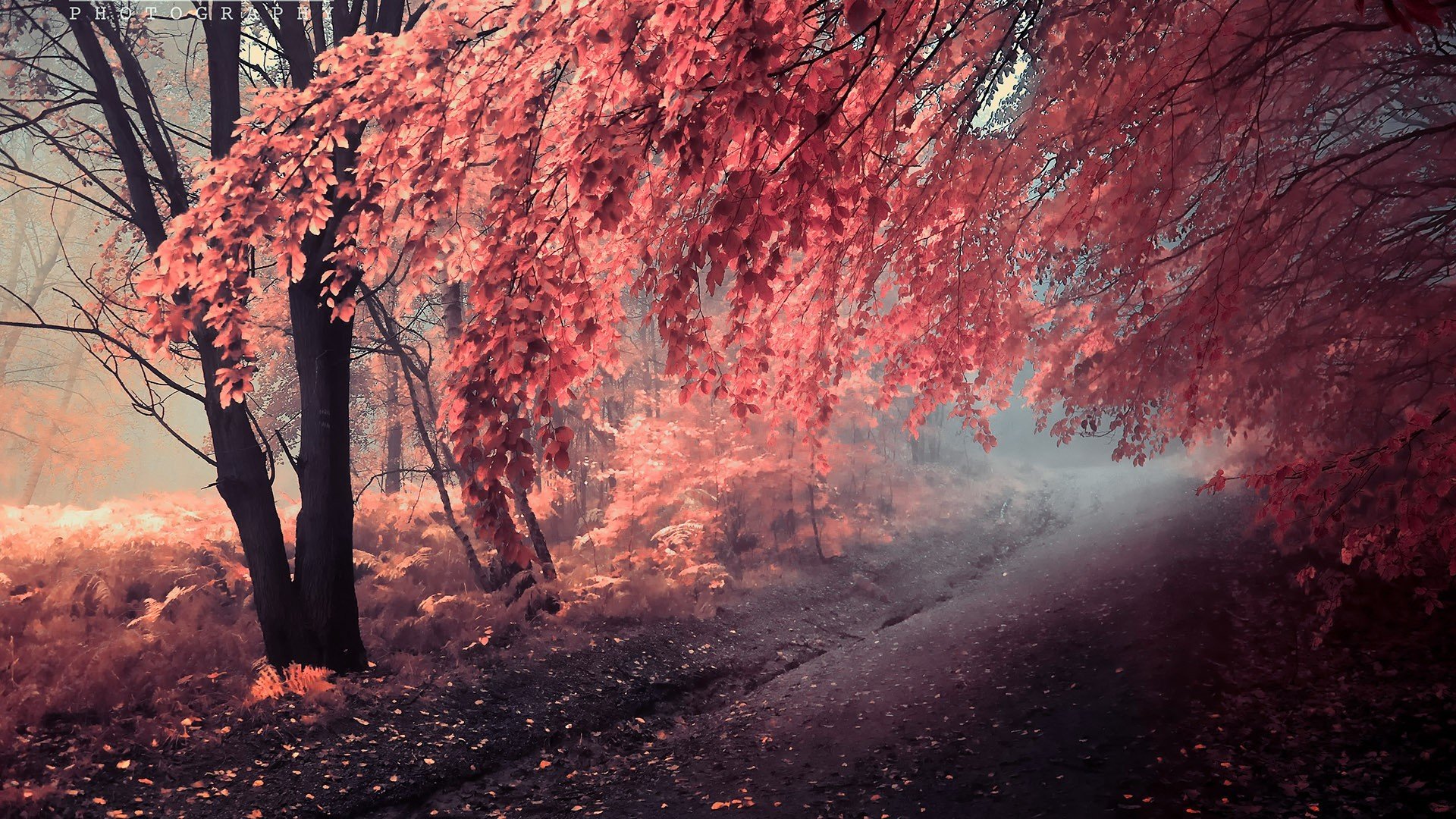 peinture automne arbres route