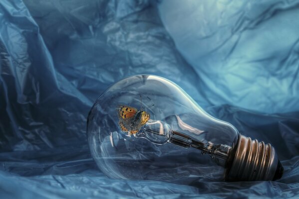 Beau papillon à l intérieur de la lampe sur fond bleu