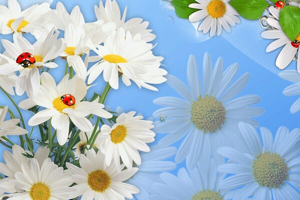 Coccinelles assis sur des marguerites