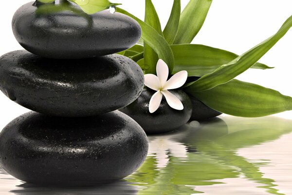 Pierres noires de spa et fleur de Lotus