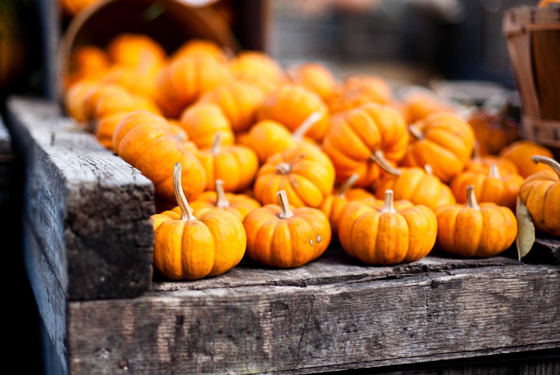 citrouilles légumes orange automne récolte panier