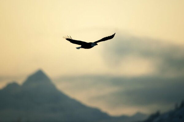 Aigle déployant ses ailes planant au-dessus des sommets des montagnes