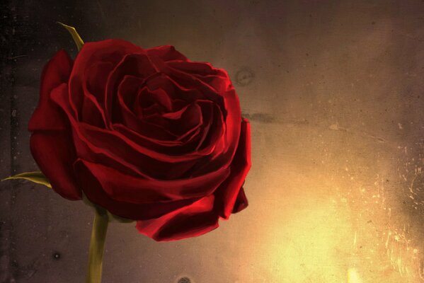 Rose rouge sur fond de lumière