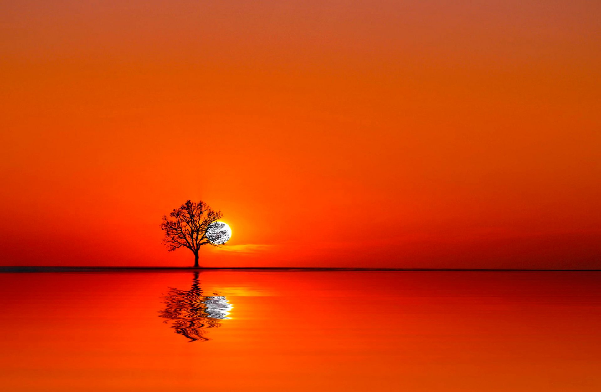 arbre eau coucher de soleil soleil