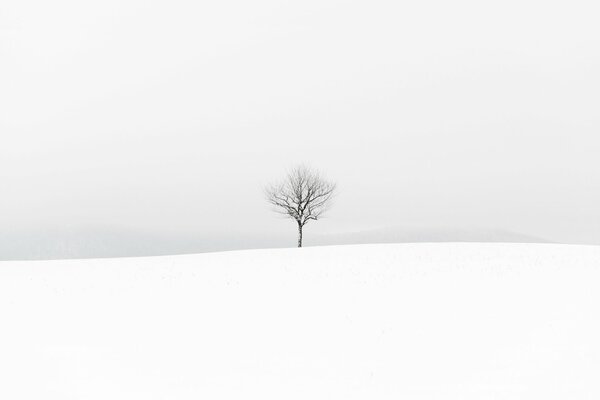 Hiver, branches nues d arbres